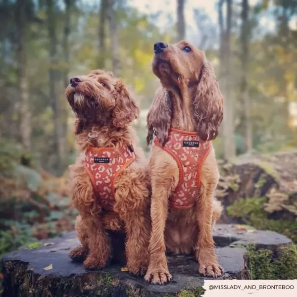 Stay Wild Adjustable Neck Harnesses