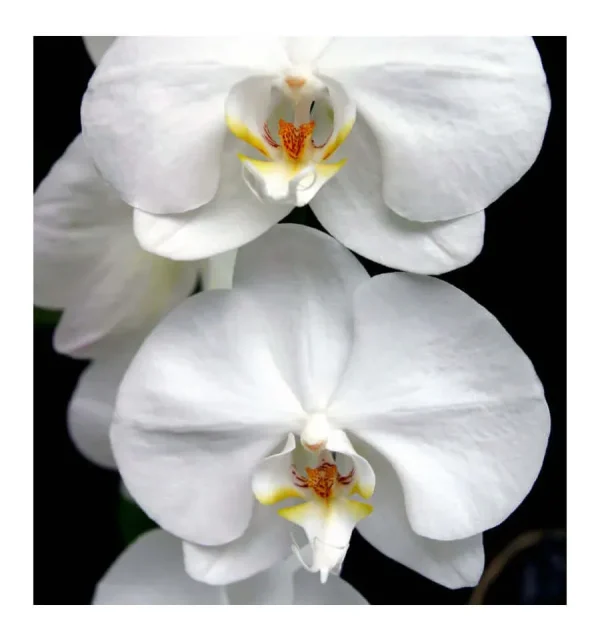 Yodeyma Aroma Perfume - Image 5