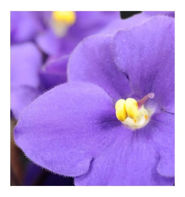 Yodeyma Aroma Perfume - Image 6