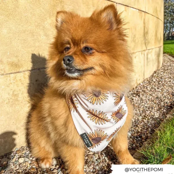 Pet Bandanas - Image 7